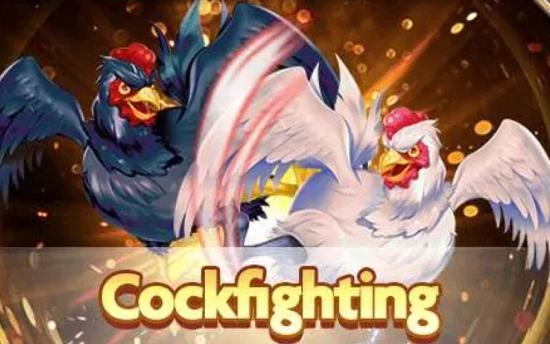 Play the Cockfighting game on the Baji platform.